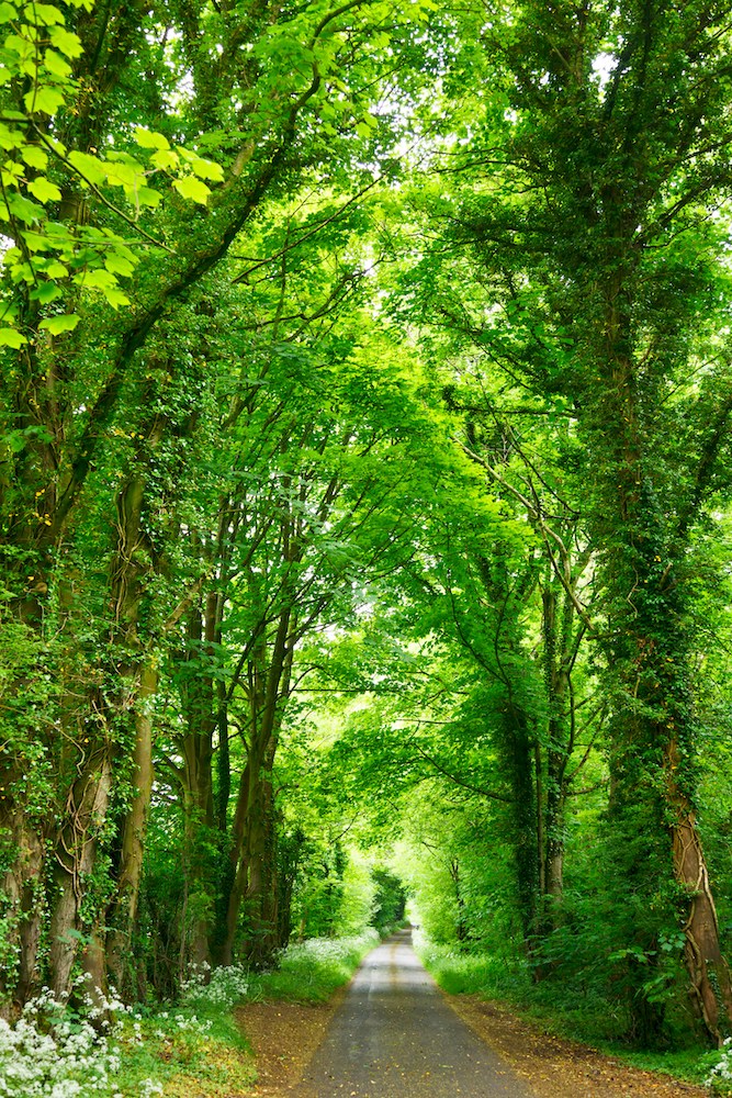 Serene forest path with vibrant green foilage